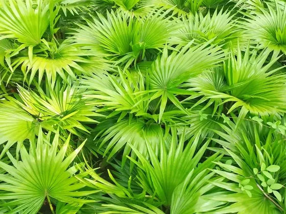 Green leaves in soft daylight